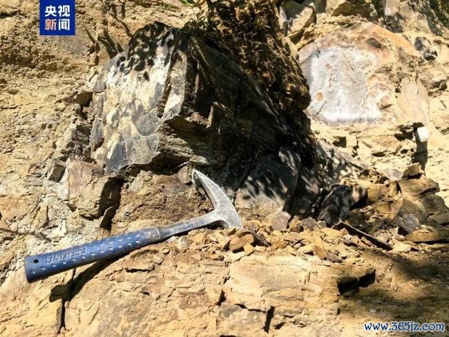 山西阳泉发现约2.95亿年前木化石 国度二级重心保护古生升天石现身
